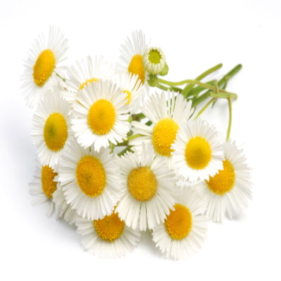 chamomile