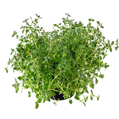 thyme